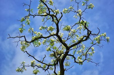 Low angle view of flowering tree against blue sky