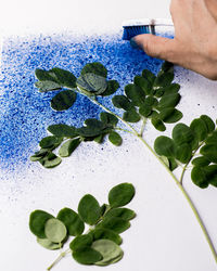 Close-up of hand holding leaves