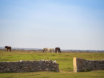 Horses grazing in a field