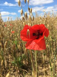 Close-up of red poppy flower on field