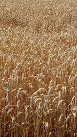 Full frame shot of wheat field