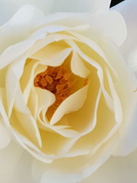 Close-up of white flower