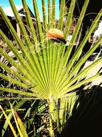 Close-up of plants growing on field