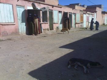 Dog on cobblestone street