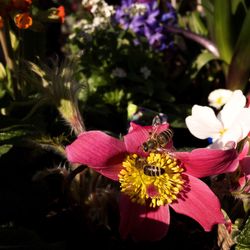 Close-up of bee pollinating on pink flower