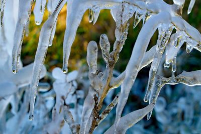 Close-up of frozen plants during winter