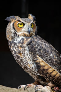 Portrait of owl perching
