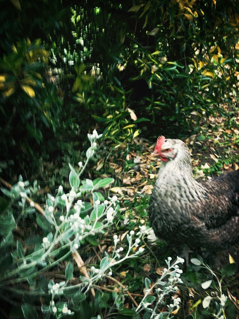 animal themes, one animal, leaf, animals in the wild, bird, plant, wildlife, growth, nature, domestic cat, domestic animals, mammal, outdoors, day, flower, cat, no people, perching, close-up, green color