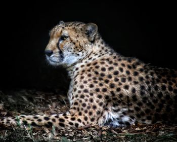 Portrait of a cat looking away