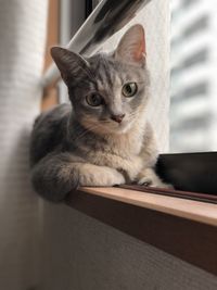 Portrait of cat on window at home