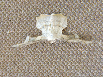 Close-up of human skull