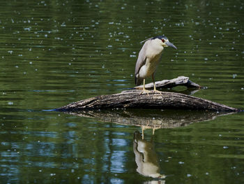 Bird perching on a lake