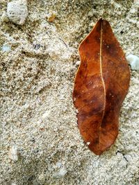 Close-up of leaf