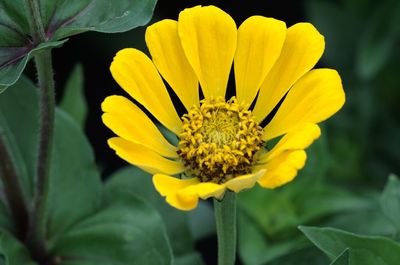 Close-up of yellow flower