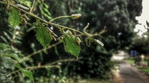 Close-up of plant