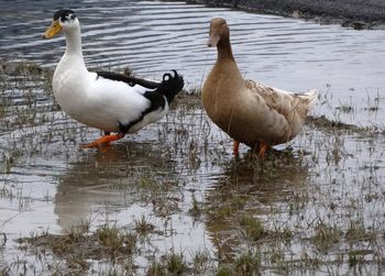 Ducks on a lake