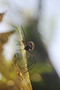 Close-up of spider