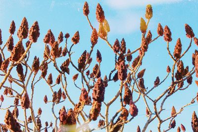 Low angle view of plants against clear blue sky