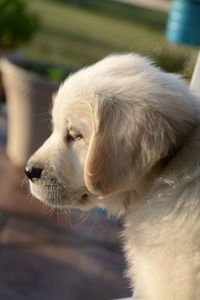 Side view of golden retriever puppy