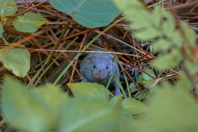 Close-up of an animal