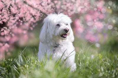 Close-up of dog sitting on grass