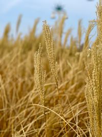 Close-up of wheat growing on field against sky