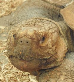 Close-up of tortoise