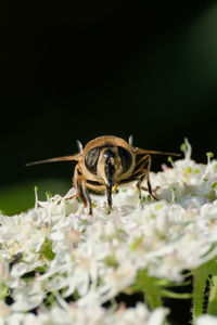 Close-up of bee pollinating on flower