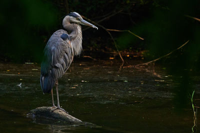 Close-up of bird