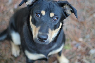 Close-up portrait of dog