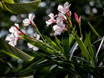 Close-up of pink flowering plant