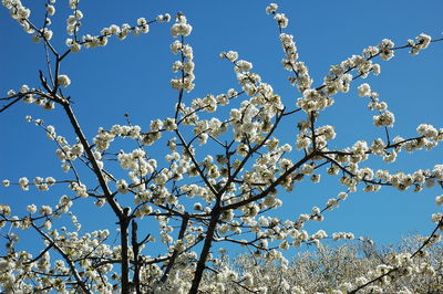 Low angle view of cherry blossom against blue sky