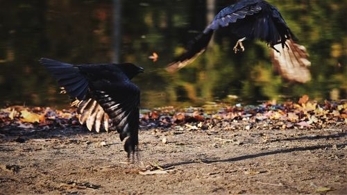 View of birds flying