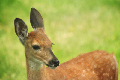 Close-up of goat on grass