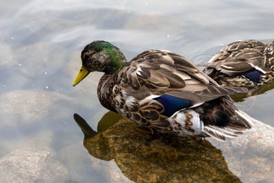 Bird on rock by lake