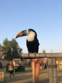 Close-up of bird perching on railing against blue sky