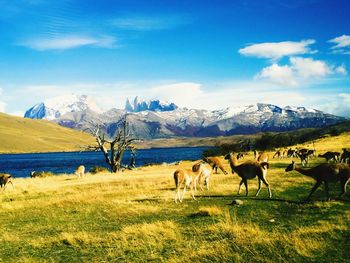 Herd of deer on grassy land against blue sky