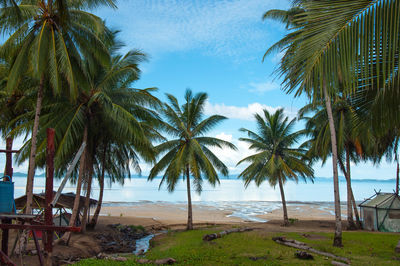 Palm trees on beach against sky