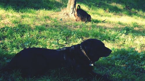 Dog resting on grassy field