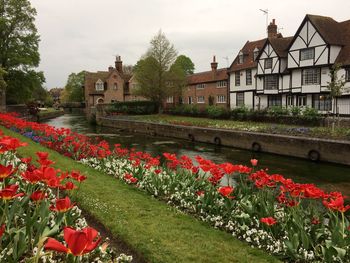 View of red flowering plants by building