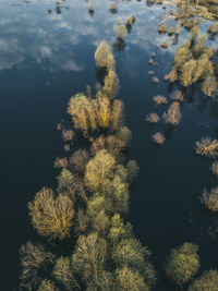 High angle view of tree by sea against sky