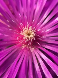 Full frame shot of pink flower