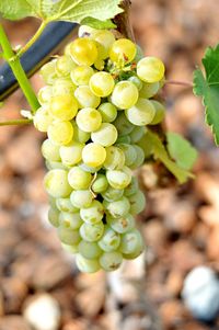 Close-up of grapes in vineyard