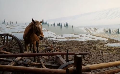Horse standing on snow covered field against sky