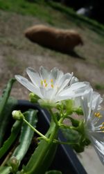 Close-up of flower blooming in field