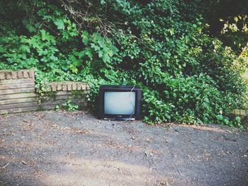 Plants growing on tree