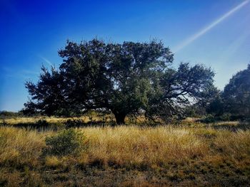 Trees on field against sky