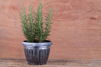 Close-up of potted plant against wall