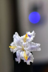 Close-up of flower