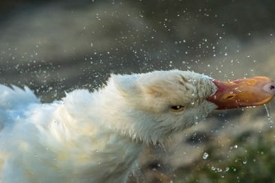 Close-up of wet white bird shaking outdoors